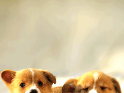 ディズニー画像ランド かわいい 犬 壁紙 Iphone