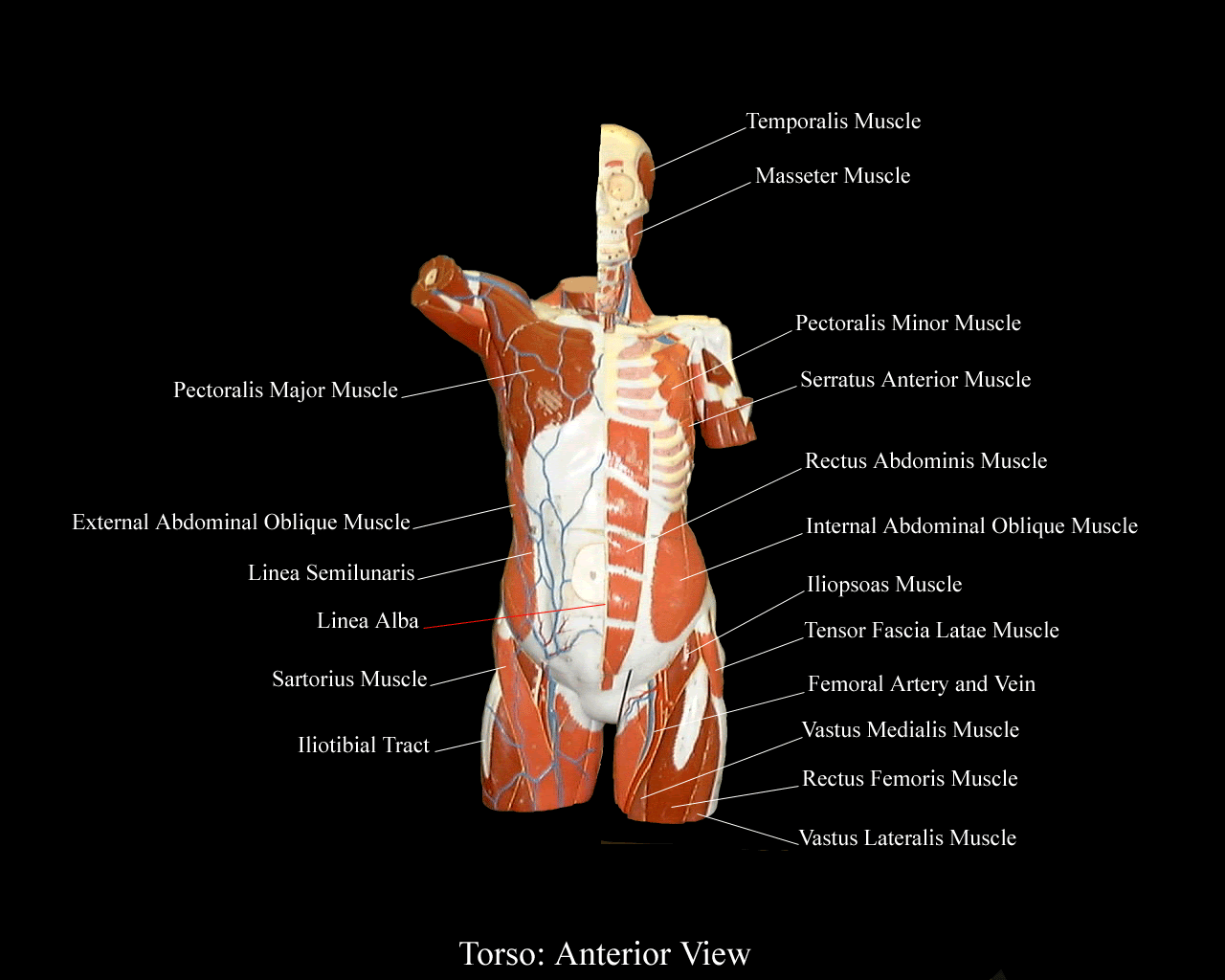 3d asset human torso, available formats obj, anatomy bodies body character, ready for 3d animation and other 3d projects. Torsoanteriorview
