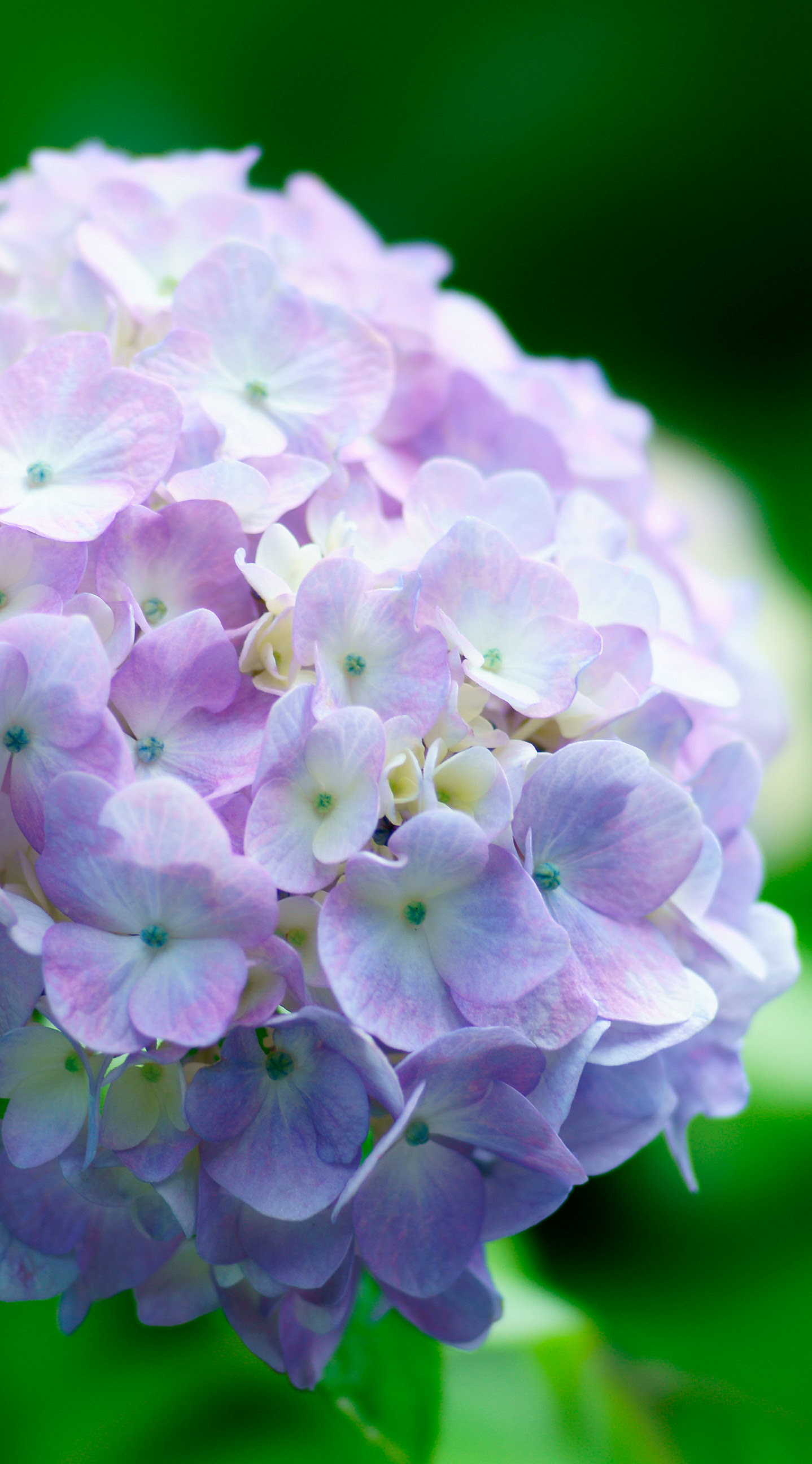 すべての美しい花の画像 ラブリー紫陽花 壁紙 Iphone