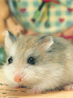 トップ100 ハムスター 壁紙 美しい花の画像