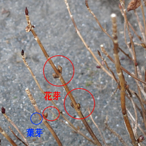 すべての美しい花の画像 新着ブルーベリー 花芽 葉芽