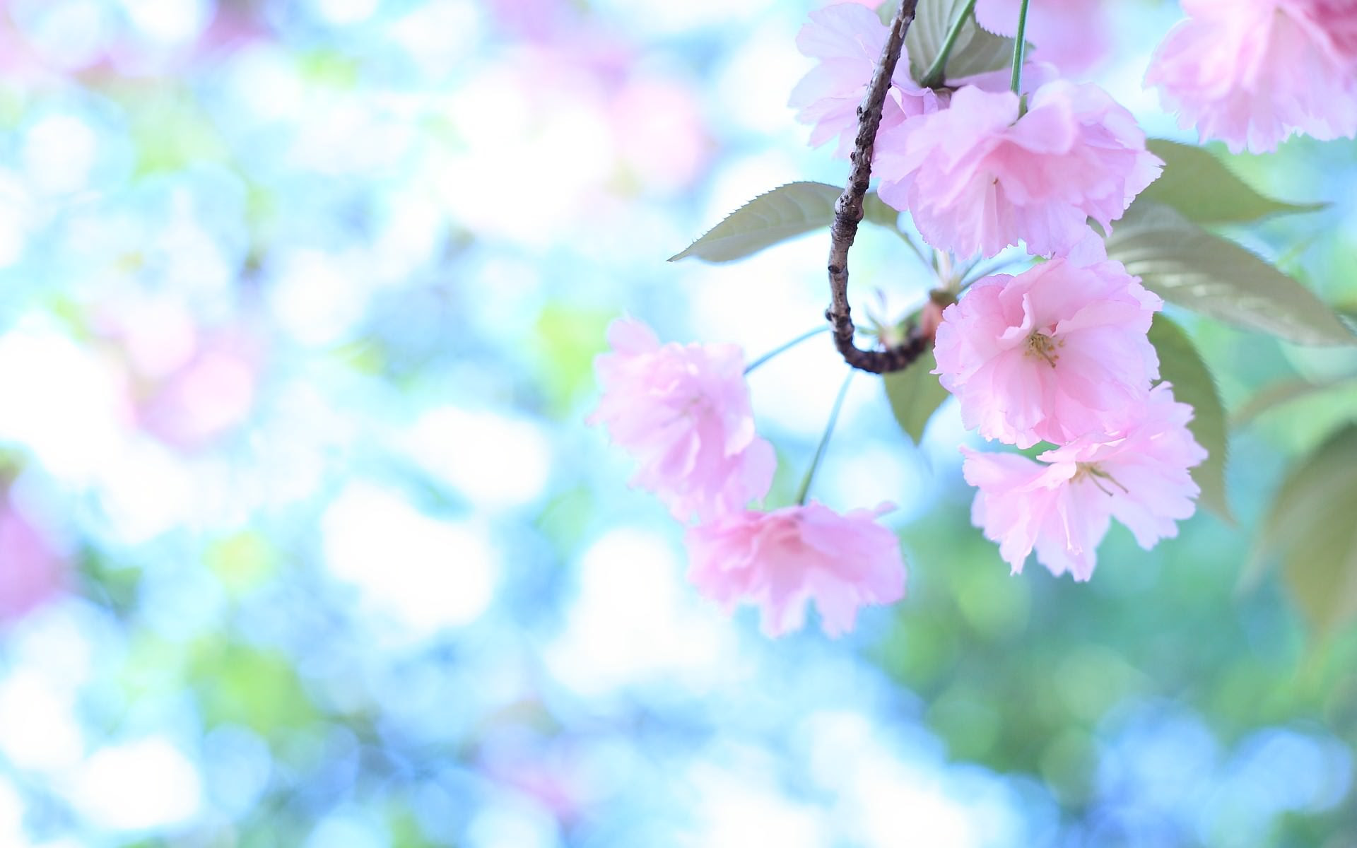 すべての美しい花の画像 最高の花 壁紙 Pc