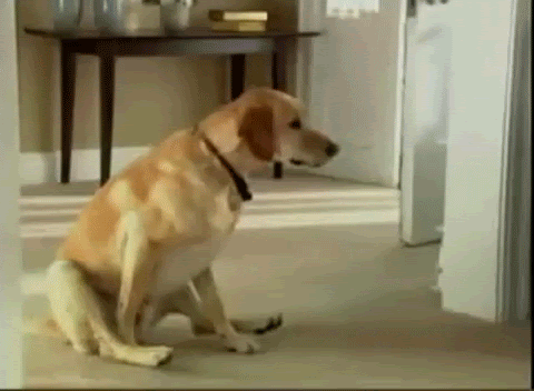 最新のhd犬 おもしろ Gif まとめ アニメ画像