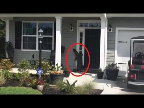 A Well-Mannered Alligator Attempts to Ring the Doorbell of a Suburban South Carolina Home