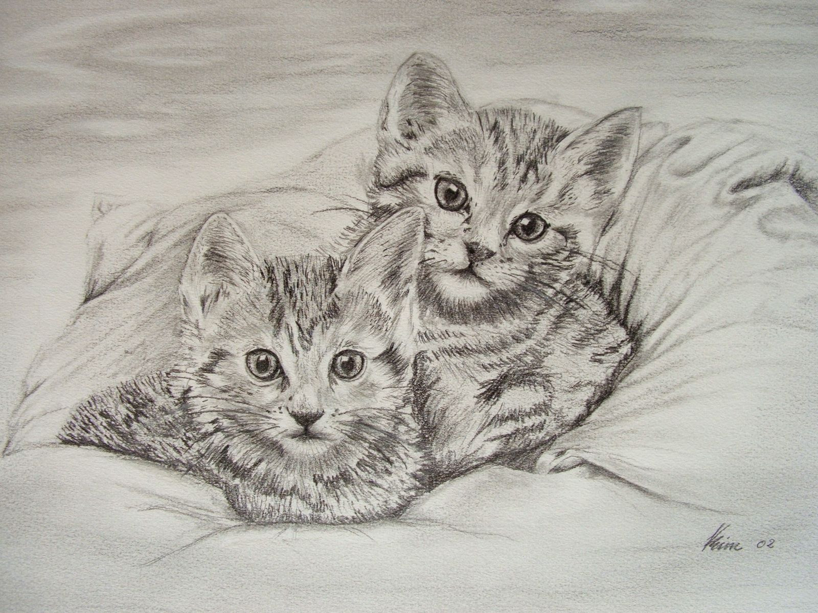 les chats - Kim