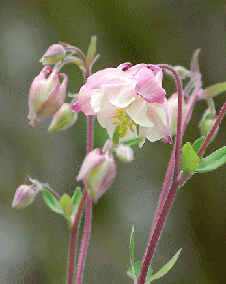 美しい花の画像 ベスト50 花 言葉 オダマキ