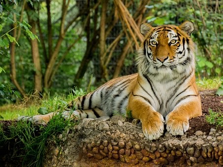 Terkeren 15 Gambar Harimau Putih Keren 3d Arka Gambar