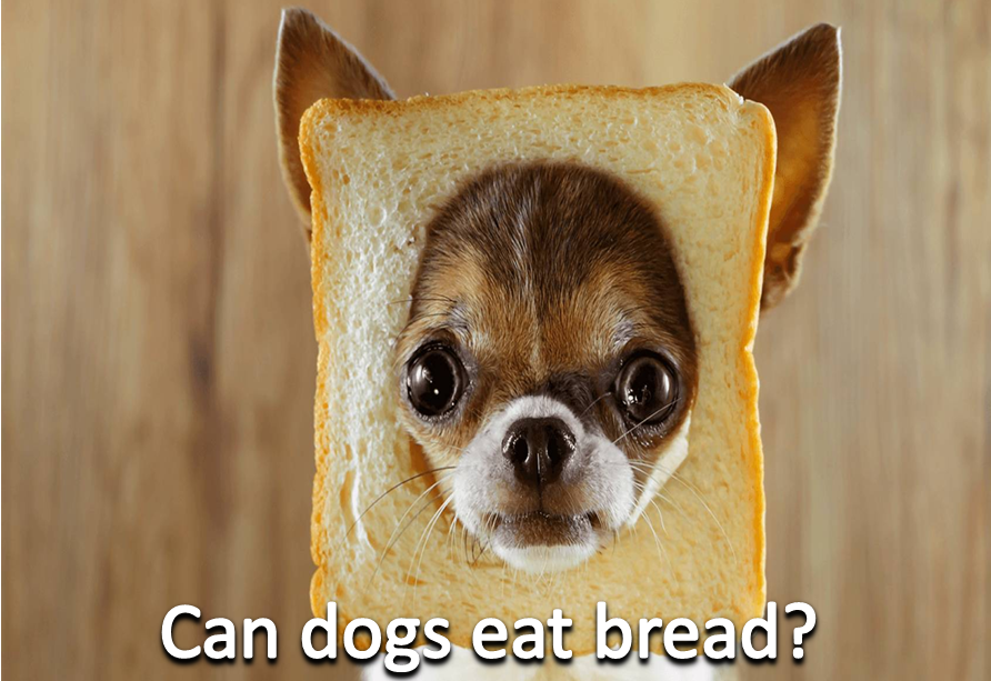Can I Give My Dog Cinnamon Bread?