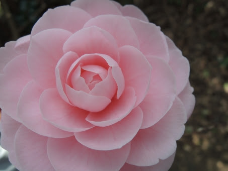 すべての美しい花の画像 ロイヤリティフリー花 可愛い