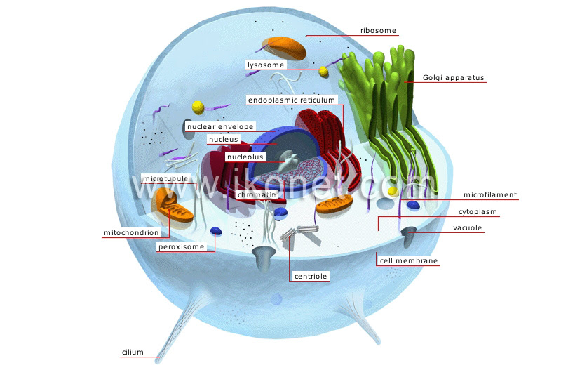 Cytoplasm, ribosomes, rough endoplasmic reticulum; Animal Kingdom Simple Organisms And Echinoderms Animal Cell Image Visual Dictionary