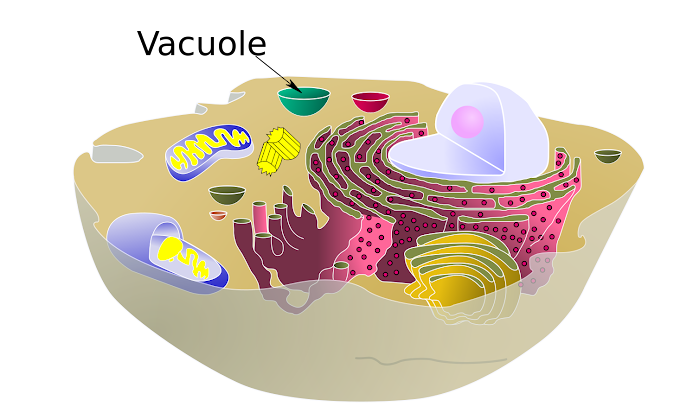 Animal Cell Organelle Labeled / Cell Organelle Labeling Activity - Maybe you would like to learn more about one of these?