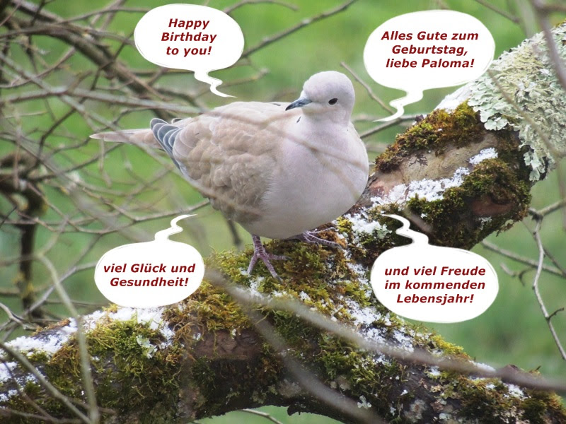 Nayyer Gadhi: Alles Gute Zum Geburtstag Viel Glück Und Vor ...