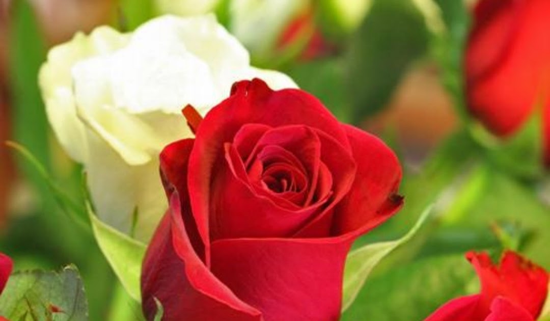 Contoh Gambar Bunga Mawar Merah Lina Unpuntounarte