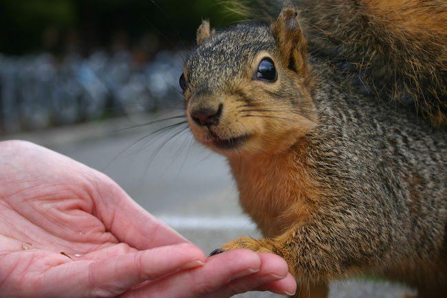 Image of a squirrel about to walk onto an open human hand; the squirrel is looking up at the human wondering if he or she can be trusted