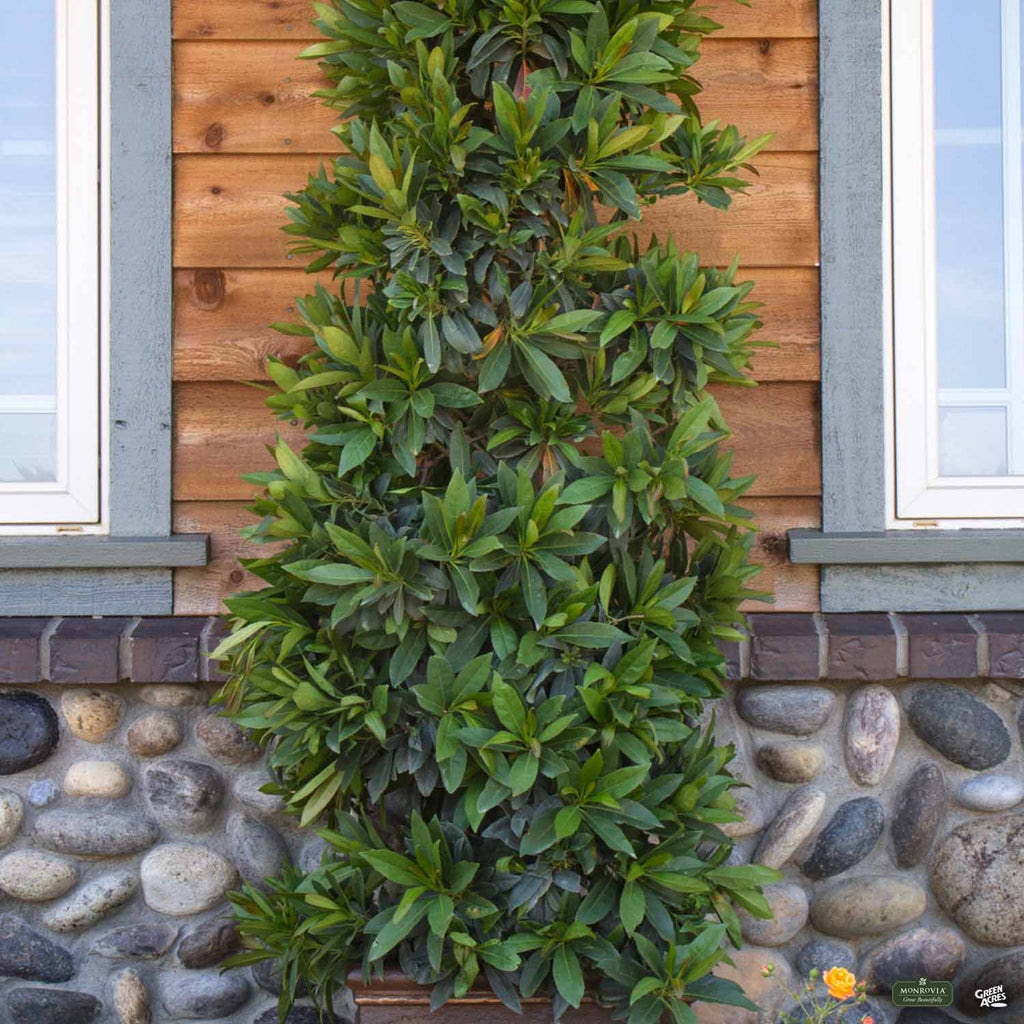 Its leaves emerge bronze, turn shiny dark green then turn brilliant shades of red as they age. Shogun 8482 Series Japanese Blueberry Standard Trunk Monrovia Green Acres Nursery Supply