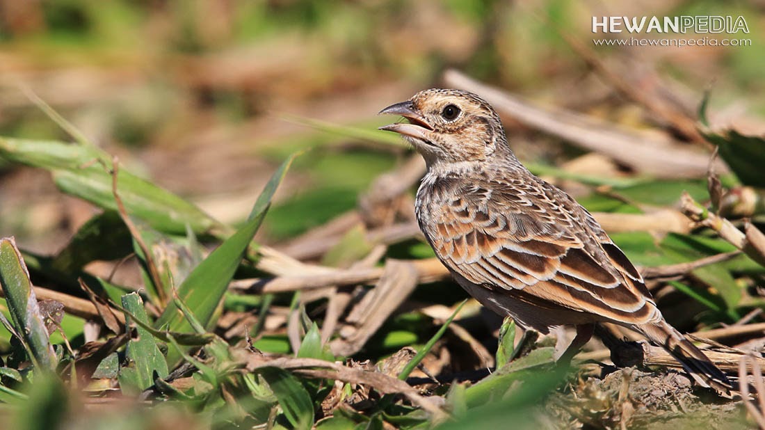 Gambar Branjangan Jawa : Harga Burung Branjangan Lengkap ...