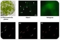 Researchers create 3D fluorescence and phase imaging of living cells based on digital holography