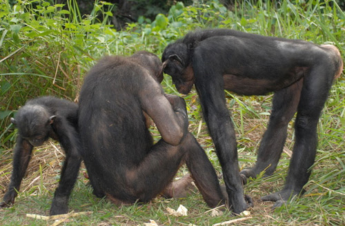 10-bonobo-10-animals-with-huma-6234-2746