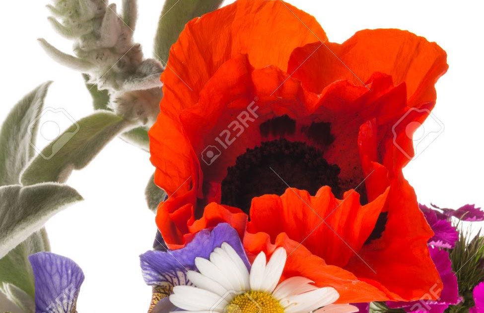 Bouquet De Fleur Coquelicot / Encore Huile Bouquet Resume ...