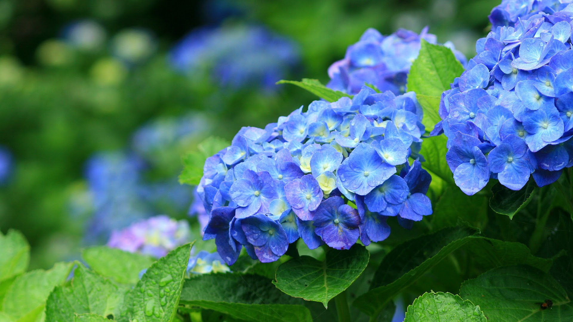 最も人気のある 紫陽花 写真 壁紙 Kabegamifhoto