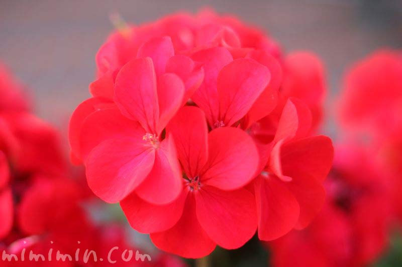 美しい花の画像 50 素晴らしいゼラニウム 花 言葉