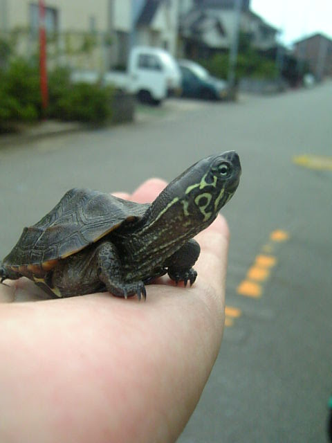 最高の動物画像 トップ100かめ 可愛い