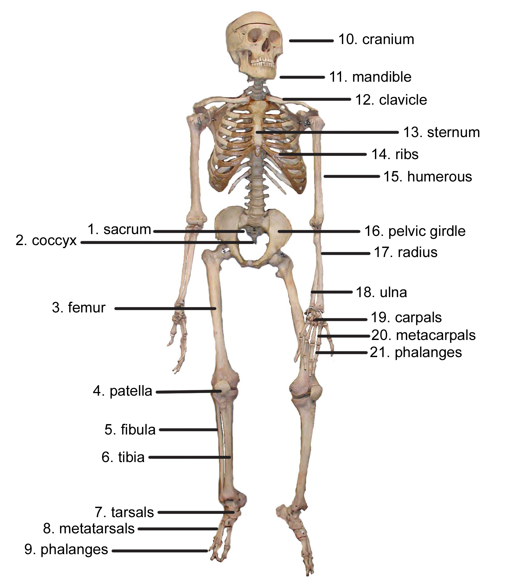 Learn more about human anatomy with these free resources. Cybersurgeons