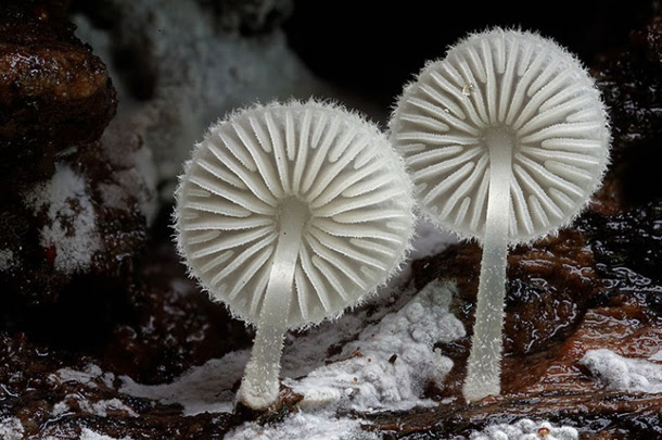 cogumelo-Whitemycena