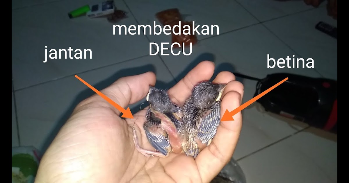 Burung Decu Kembang Jantan - Cara Membedakan Burung Decu ...