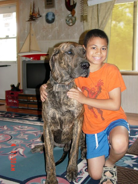 The great dane is one of the largest dog breeds, yet one of the most gentle. Great Dane Puppies For Sale In Springfield Marshfield Missouri Great Danes4u