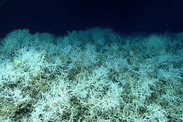 deep sea corals