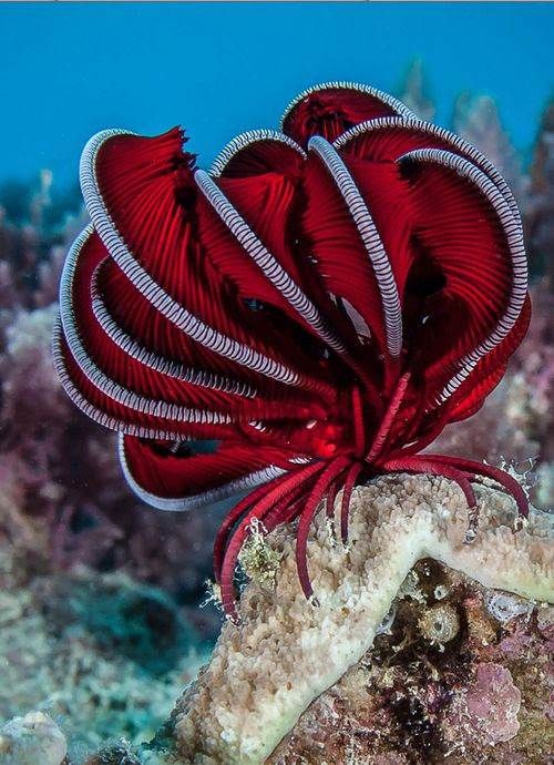 Crinoid.  In case you're wondering, it's an animal, not a plant.