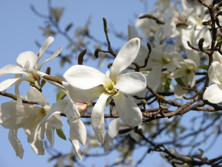 すべての美しい花の画像 これまでで最高の3 月 白い 花