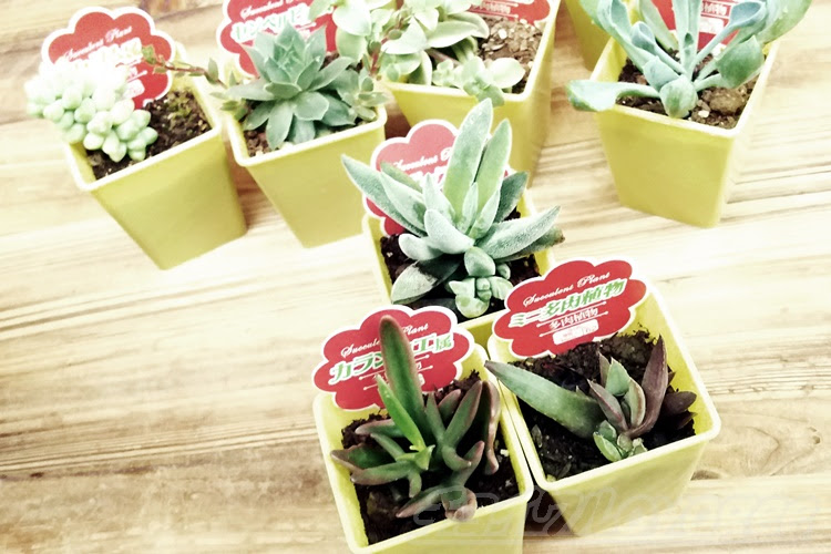 トップ100珍しい ダイソー 多肉 植物 すべての美しい花の画像