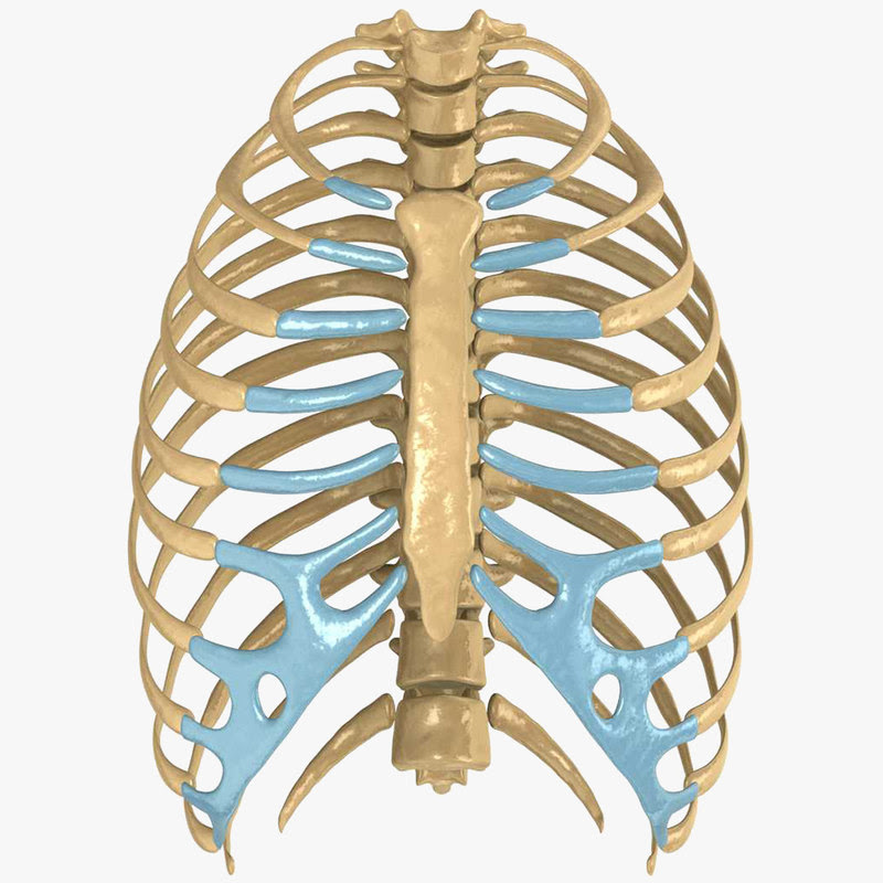 What Body Parts Are Under The Rib Cage / Pain Under Right ...