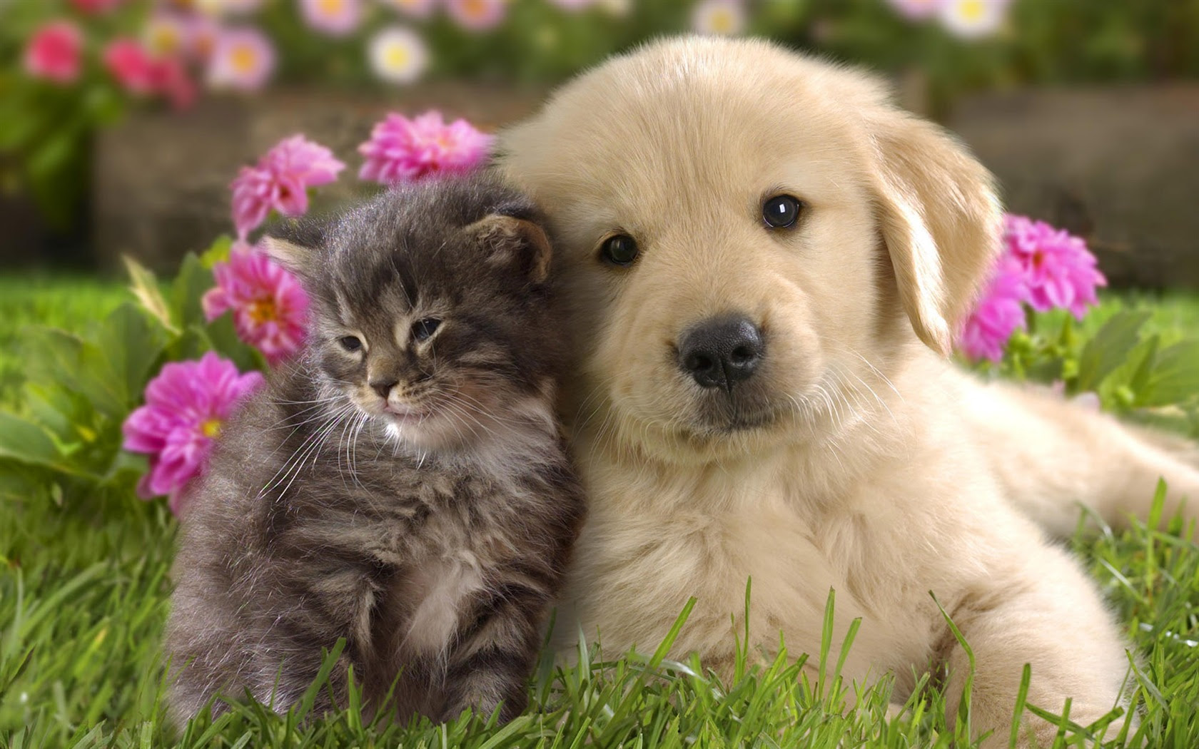 35 子犬 壁紙 Jpbestwallpaper