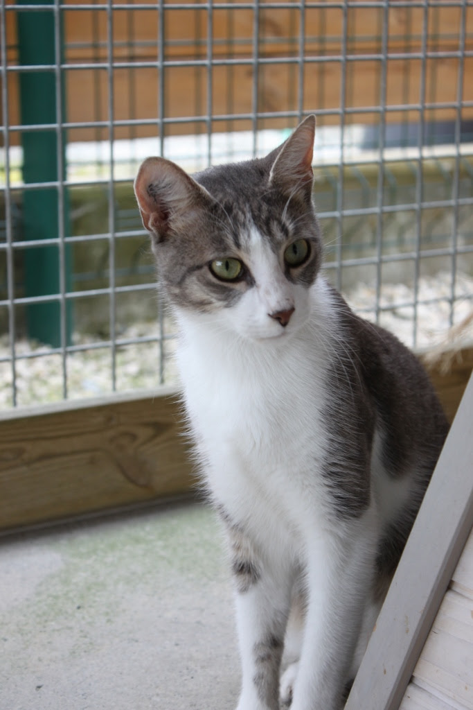 Chat Tigre Gris Et Blanc Zune Sector