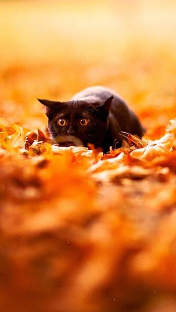 50 猫 イラスト 壁紙 Iphone ディズニー画像のすべて