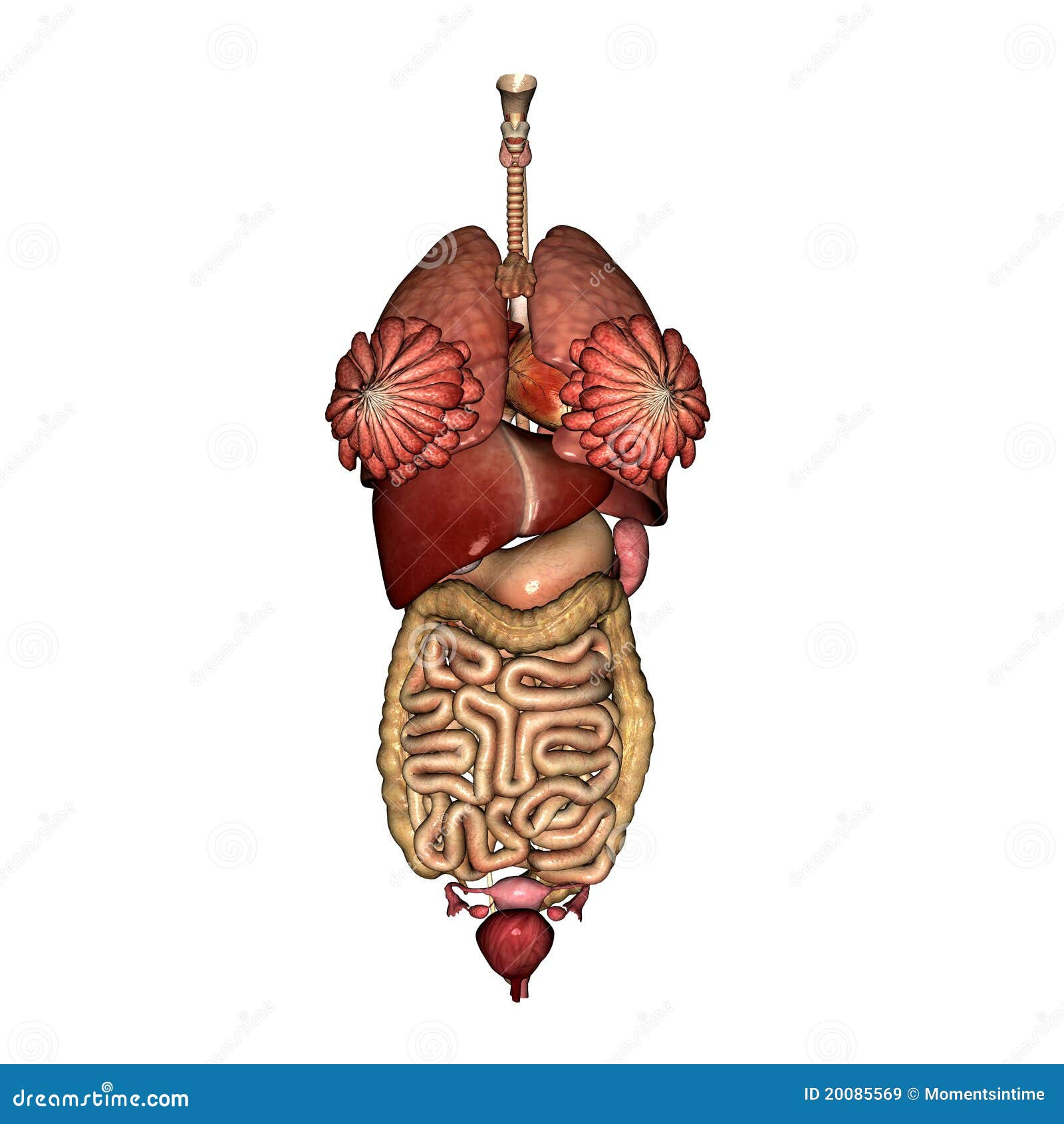 Female Lower Back Anatomy Internal Organs - ᐈ Internal ...