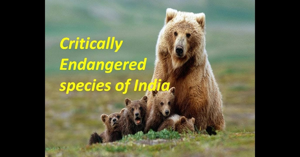 all about rare animals unique animals and more