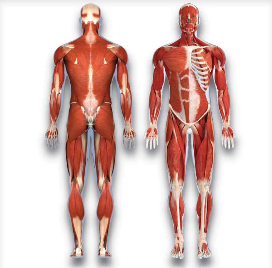 Related posts of muscles labeled front and back. Muscular System Labeled