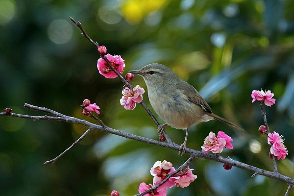 元のうぐいす めじろ 最高の花の画像