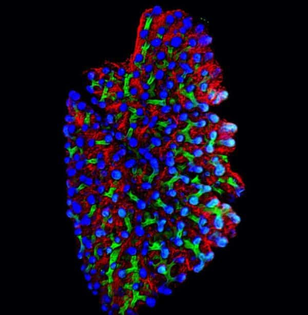 The human embryo mapped in three dimensions. Technique and bioethical approach