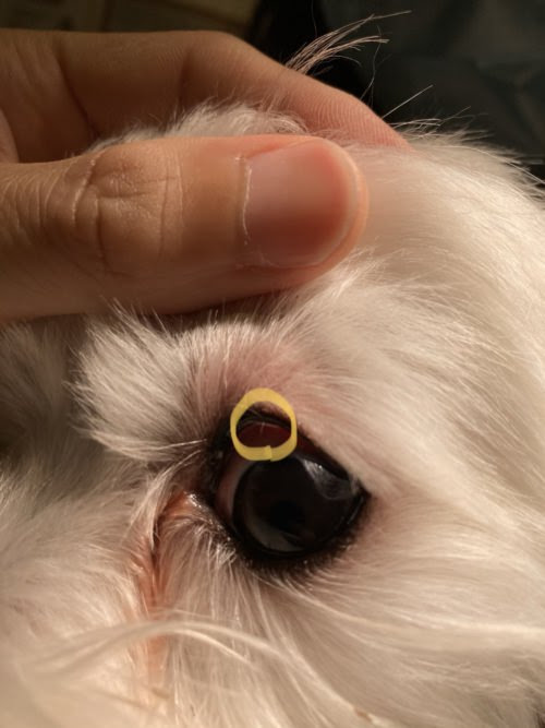 コレクション 犬 逆さまつ毛 手術 犬 逆さまつ毛 手術費用 Freepikjokiluh