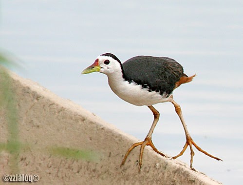 Gerbang Montana ALAHAI SI BURUNG RUAK  RUAK 