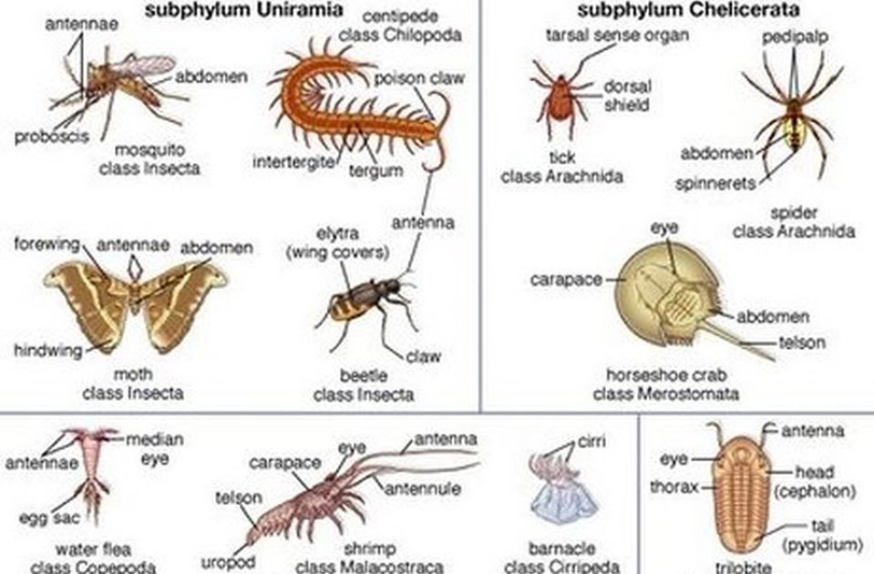 Grashopper, Carapace / Grasshopper Carapace Diagram ...