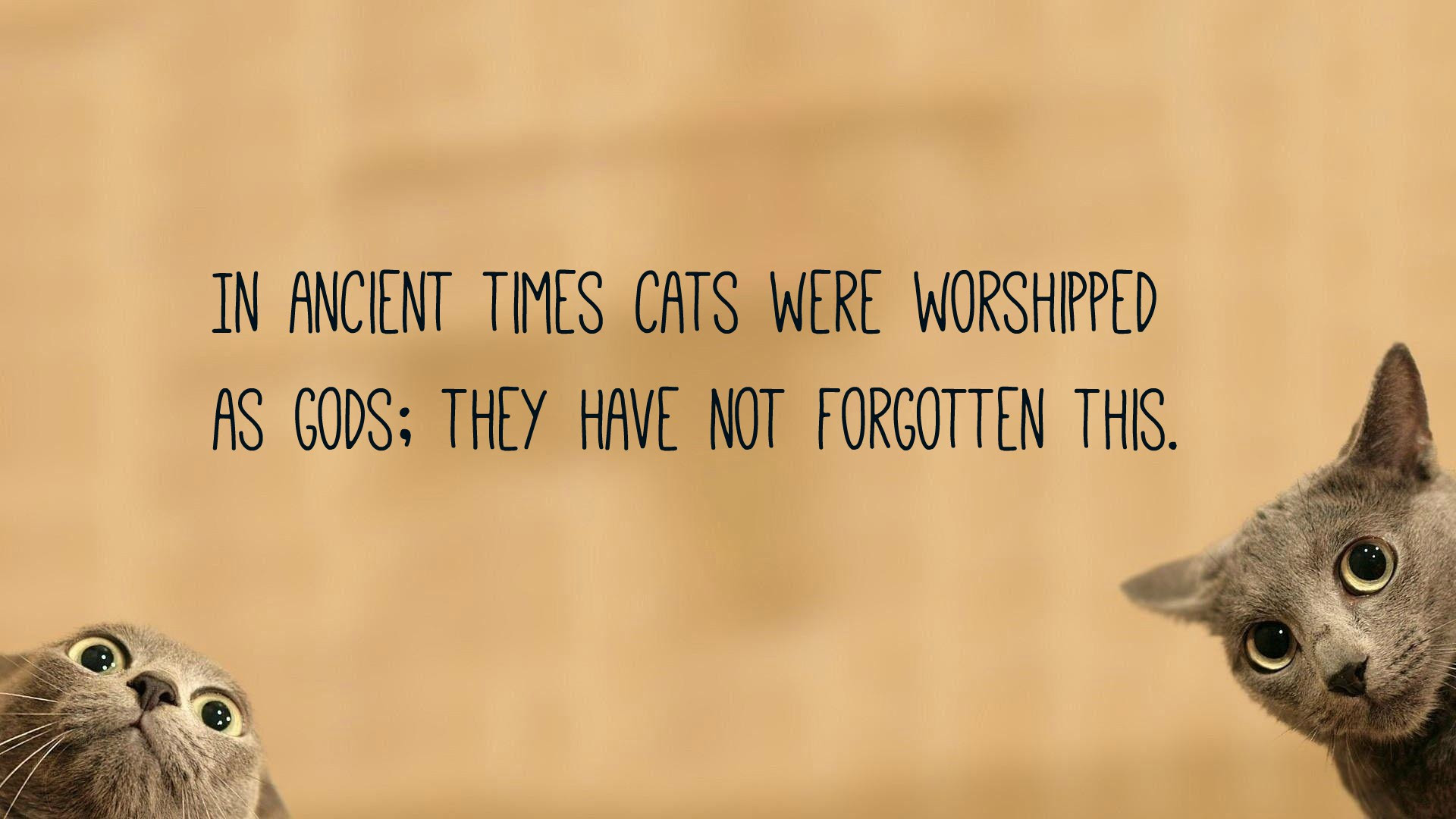 Human beings, for one reason or another, may hide their. Cat Quotes Text Image Quotes Quotereel