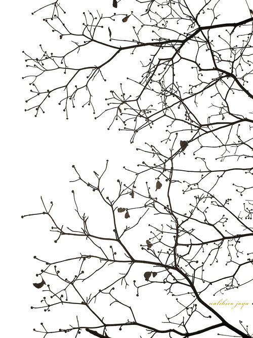 Japan Image 桜の木 イラスト 白黒