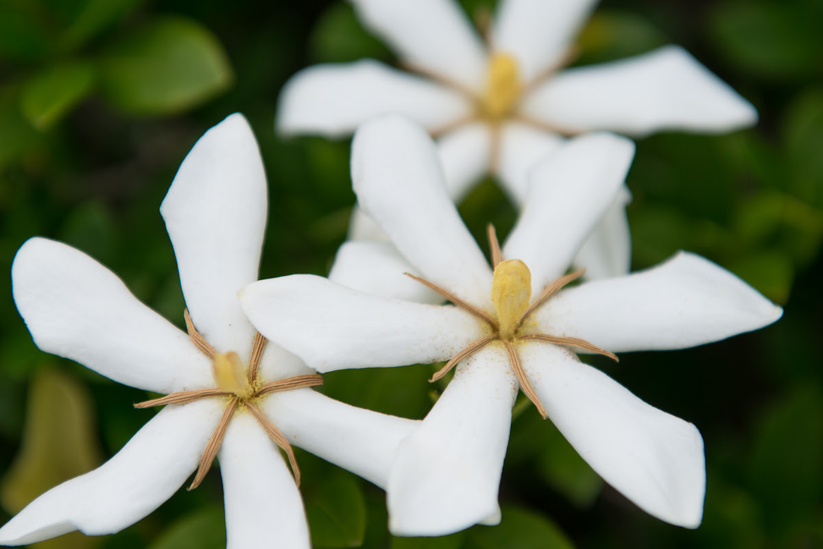ユニーク嬉しい 花 言葉 最高の花の画像