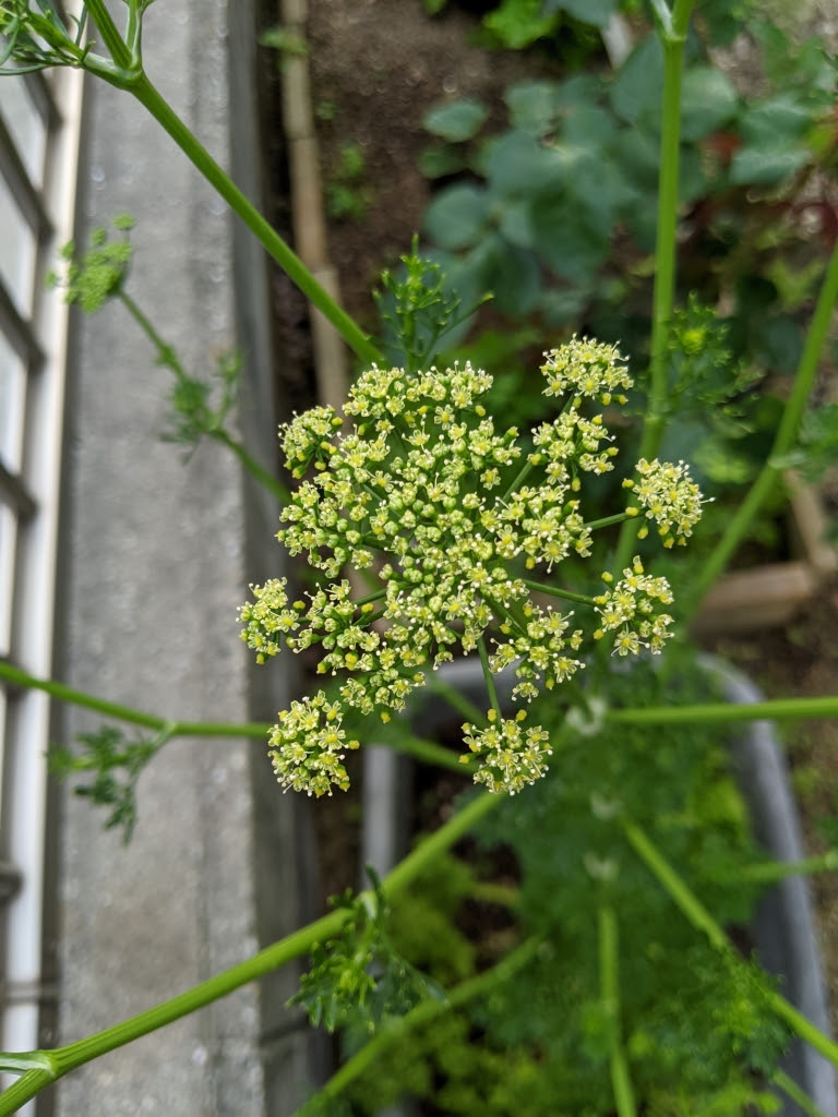 70以上 パセリ 花芽 パセリ 花芽分化 Goldmanwhuohoa
